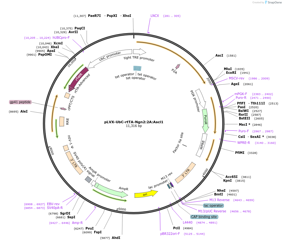 127289-plasmid-map-sequence-id-308425