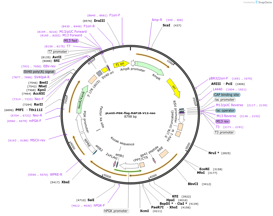 156175-plasmid-map-sequence-id-308435