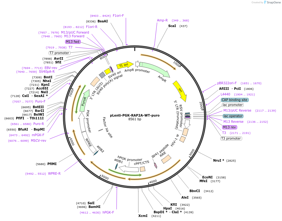 156170-plasmid-map-sequence-id-308439