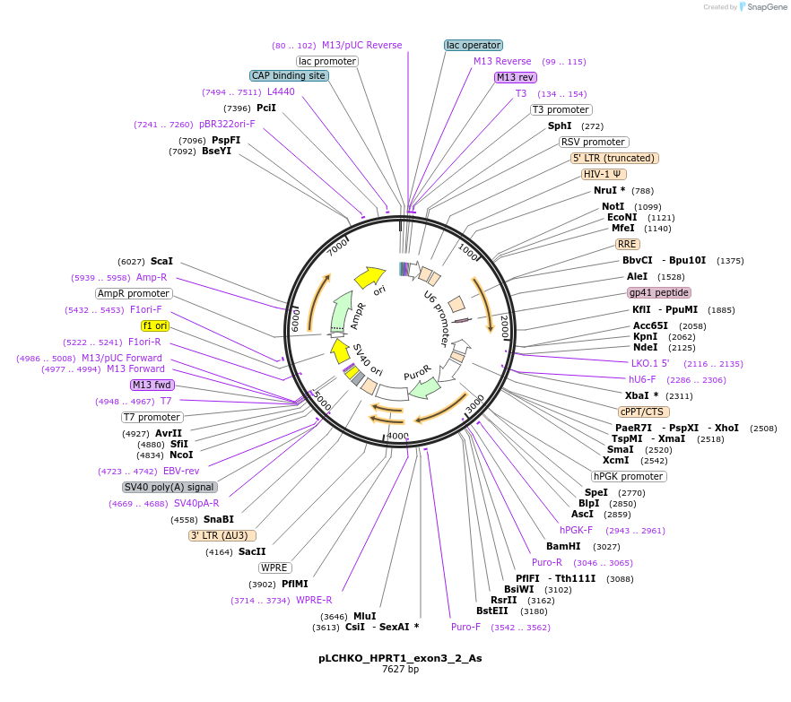 155058-plasmid-map-sequence-id-308441