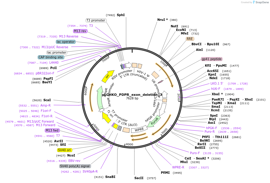 155067-plasmid-map-sequence-id-308446