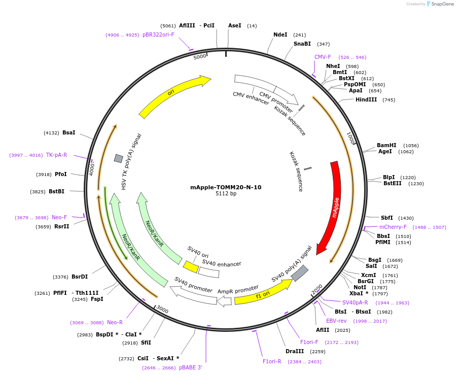 54955-plasmid-map-sequence-id-308451