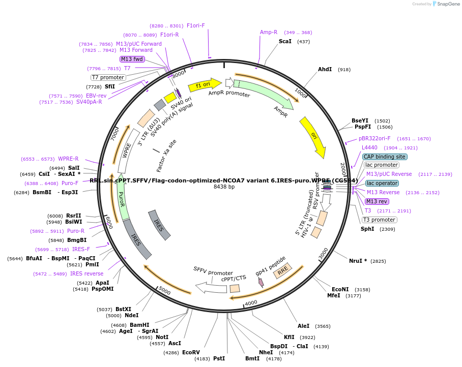 139444-plasmid-map-sequence-id-308466