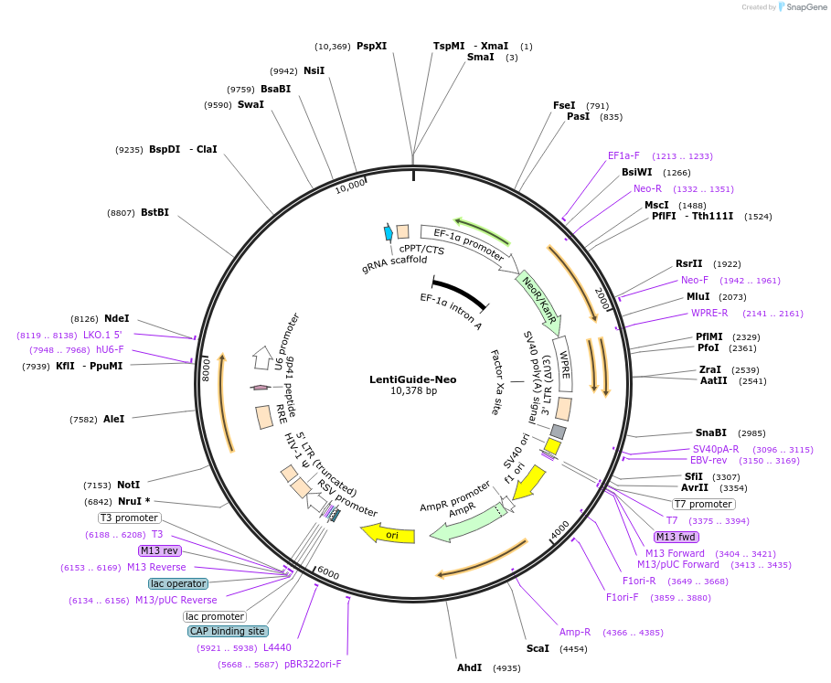 139449-plasmid-map-sequence-id-308473