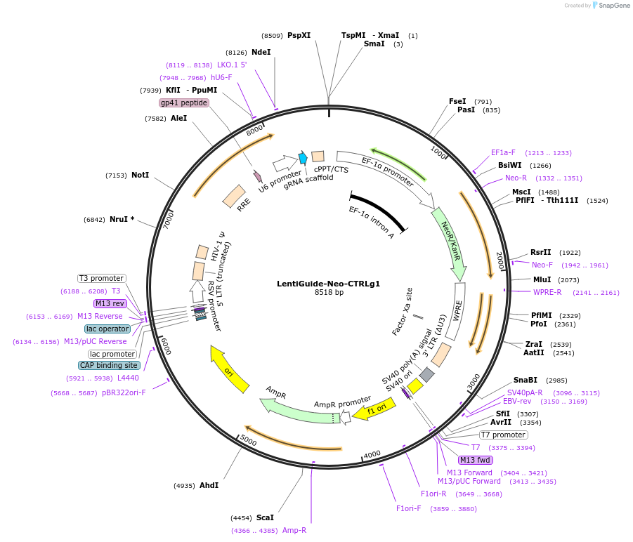 139450-plasmid-map-sequence-id-308479