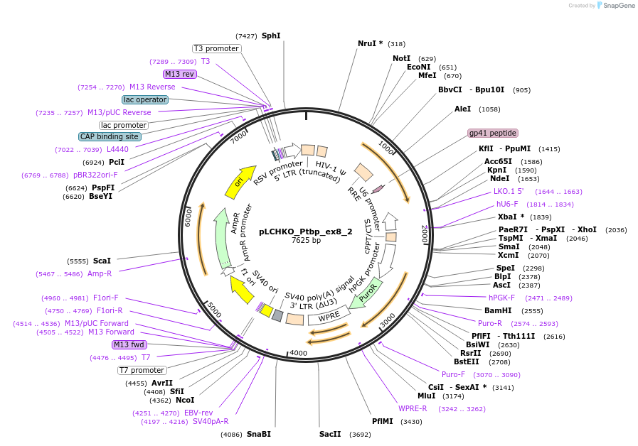 155082-plasmid-map-sequence-id-308510