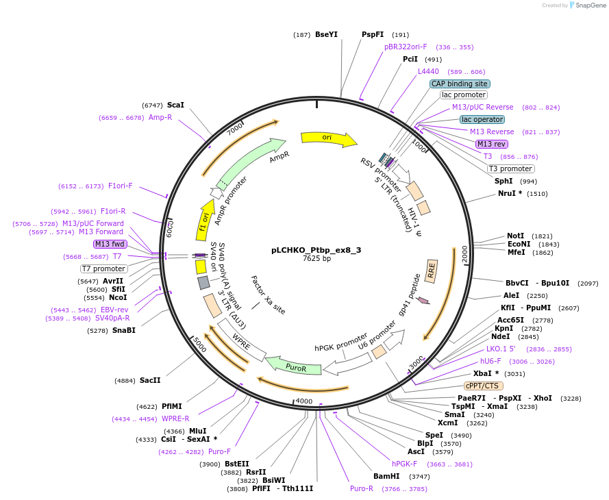 155083-plasmid-map-sequence-id-308532