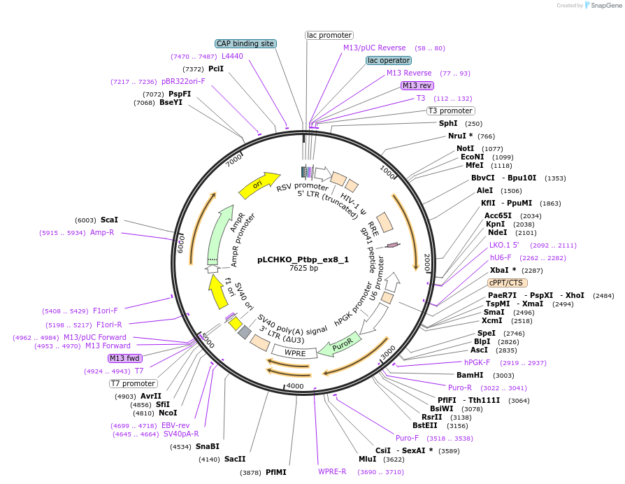 155081-plasmid-map-sequence-id-308533