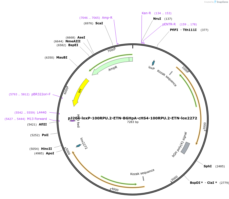 154834-plasmid-map-sequence-id-308566