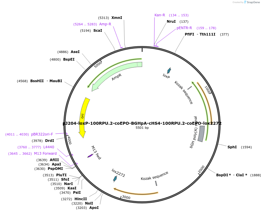 154829-plasmid-map-sequence-id-308567