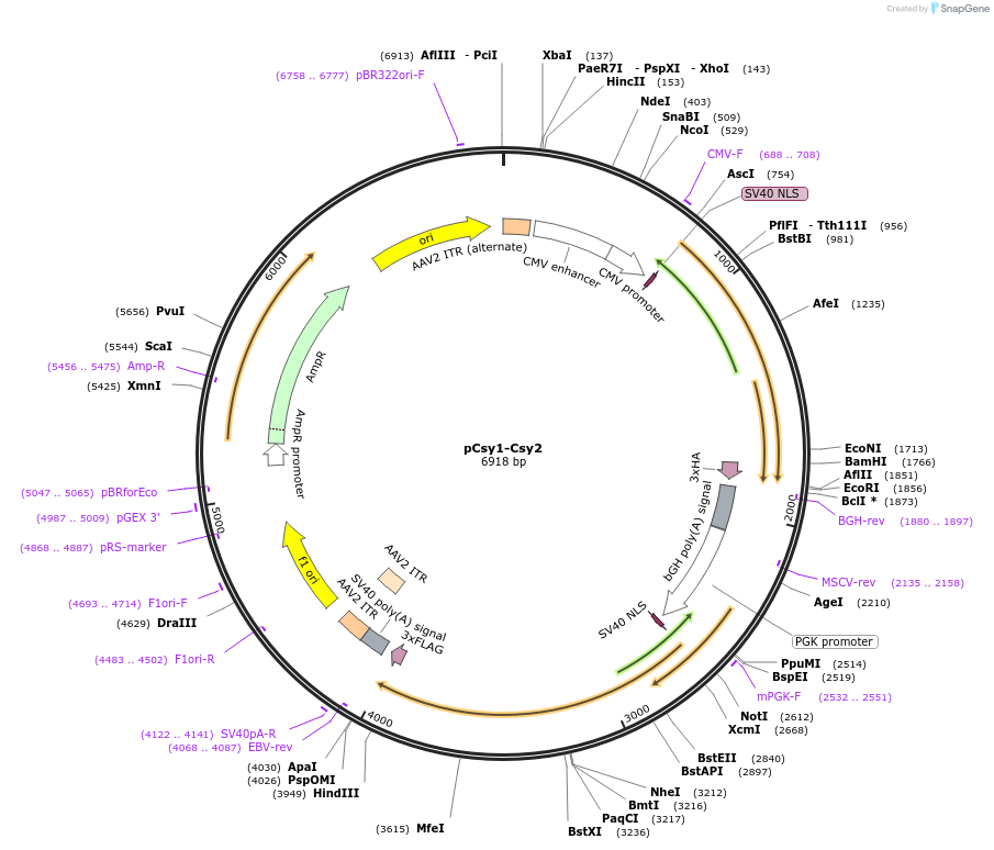 153942-plasmid-map-sequence-id-308570