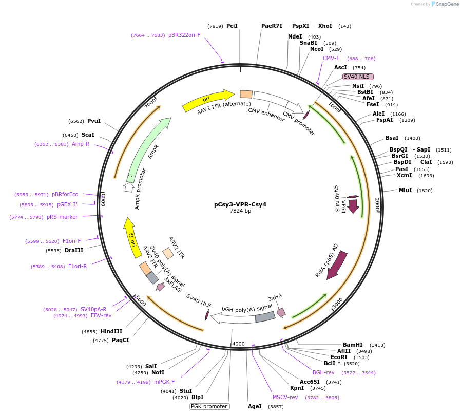 153943-plasmid-map-sequence-id-308571