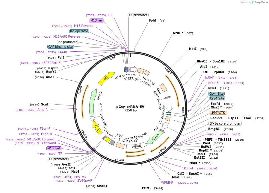 153944-plasmid-map-sequence-id-308572