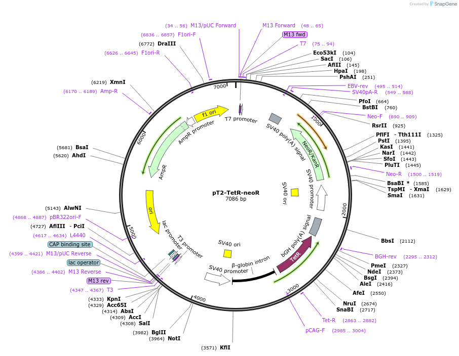 153310-plasmid-map-sequence-id-308573