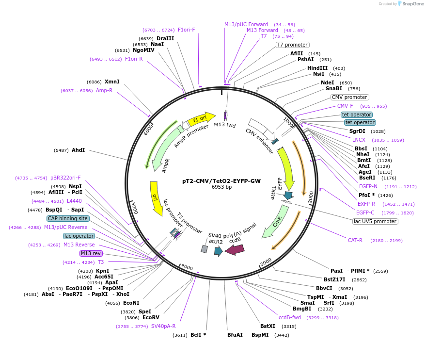 153309-plasmid-map-sequence-id-308574