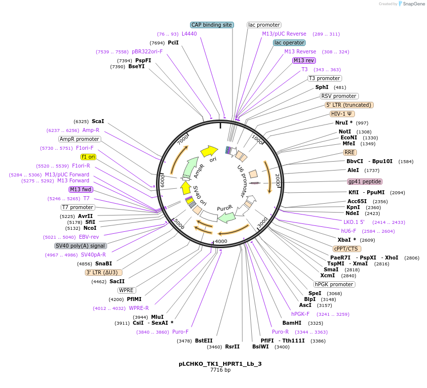 155061-plasmid-map-sequence-id-308580
