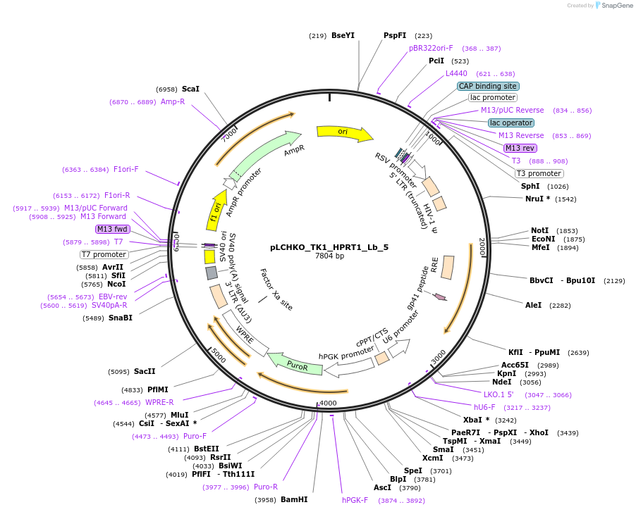 155063-plasmid-map-sequence-id-308581