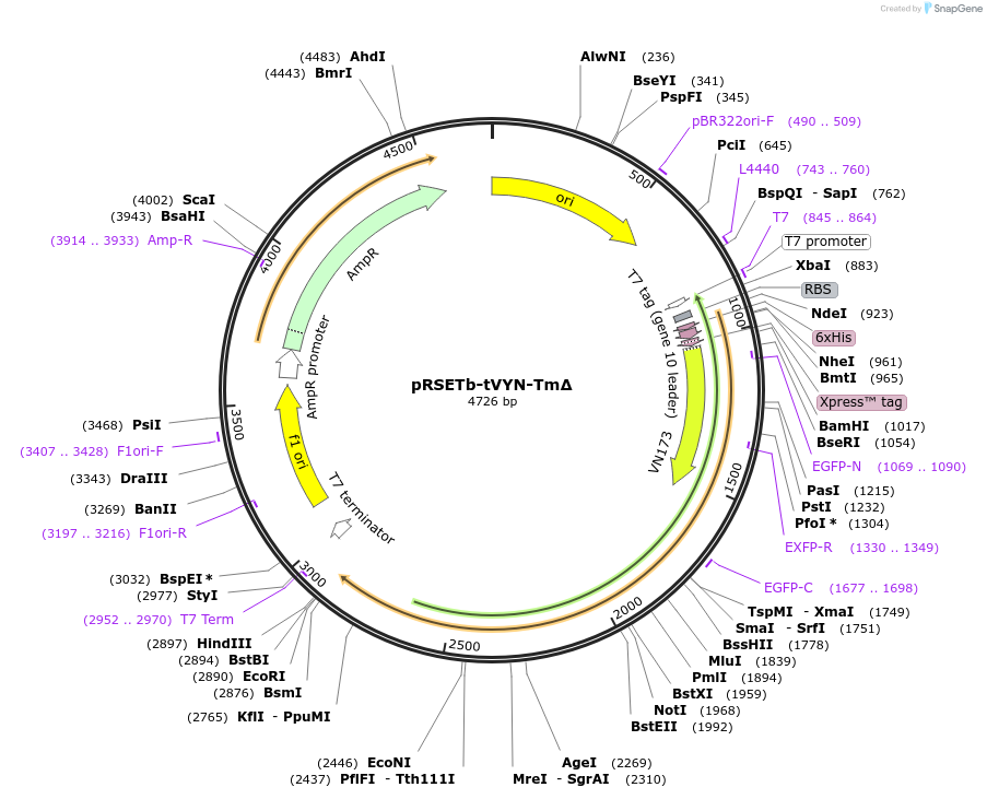 149694-plasmid-map-sequence-id-308582