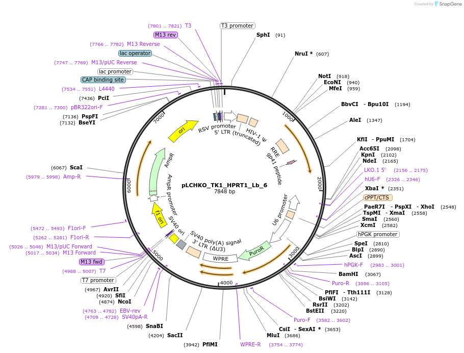 155064-plasmid-map-sequence-id-308583