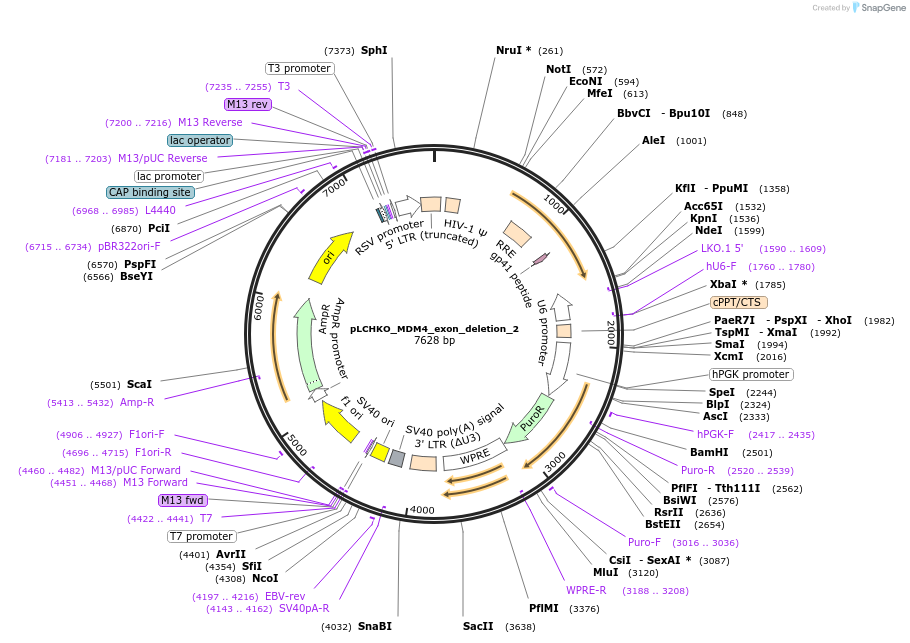 155074-plasmid-map-sequence-id-308585