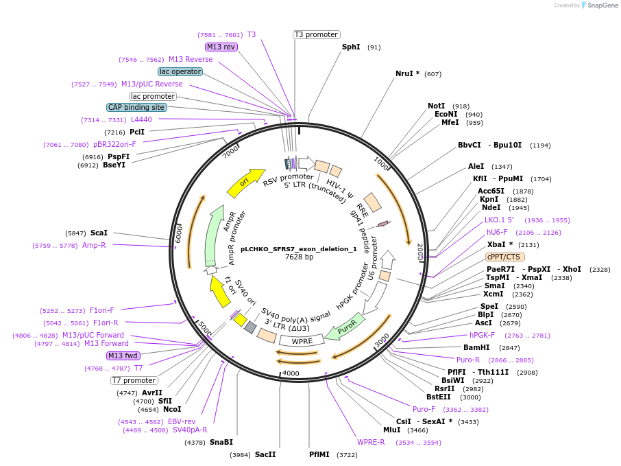 155069-plasmid-map-sequence-id-308589