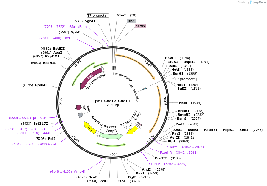 131162-plasmid-map-sequence-id-308592