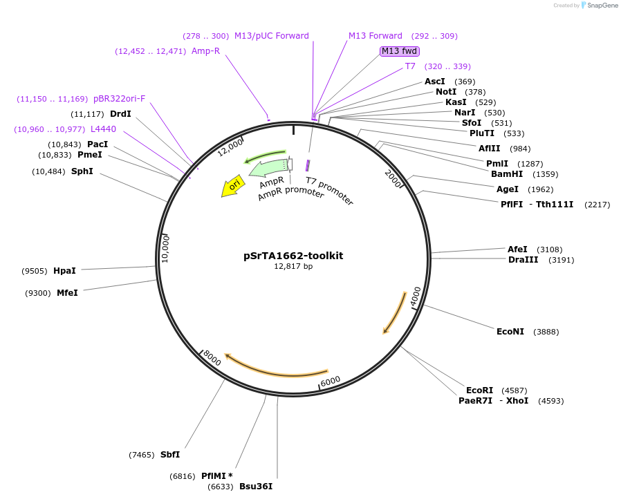 154372-plasmid-map-sequence-id-308593