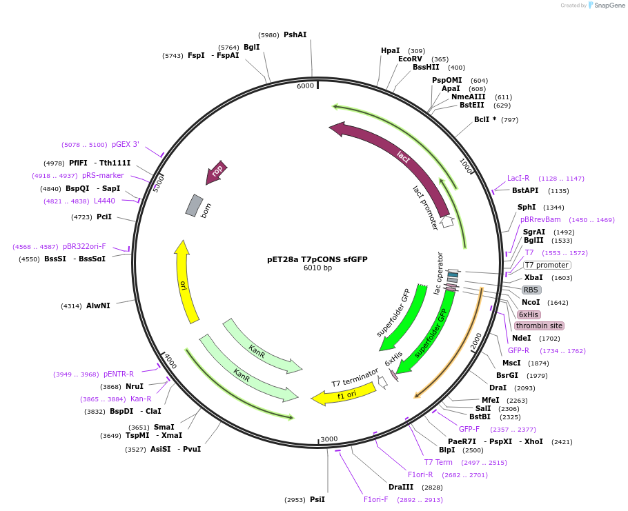 154462-plasmid-map-sequence-id-308627
