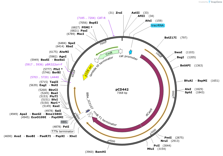 153024-plasmid-map-sequence-id-308628