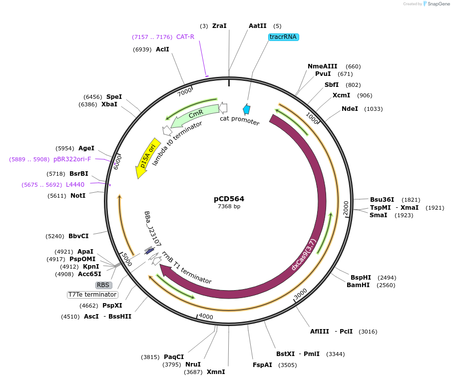 153026-plasmid-map-sequence-id-308630