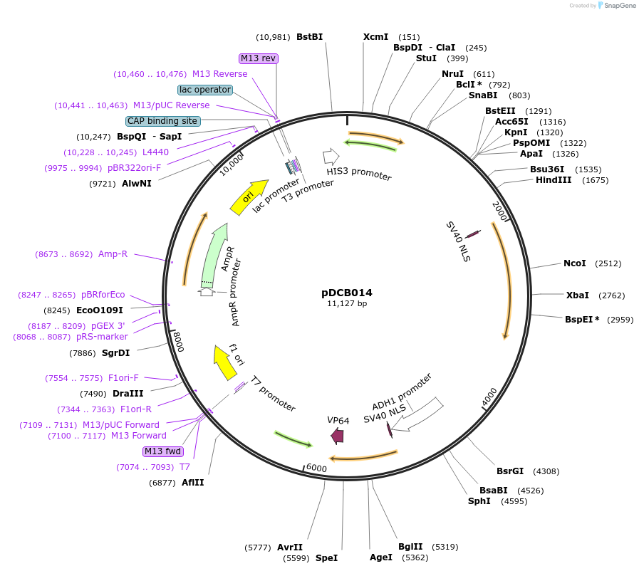 135433-plasmid-map-sequence-id-308646
