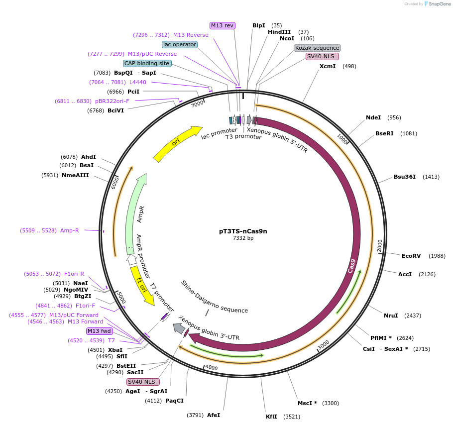 46757-plasmid-map-sequence-id-308662