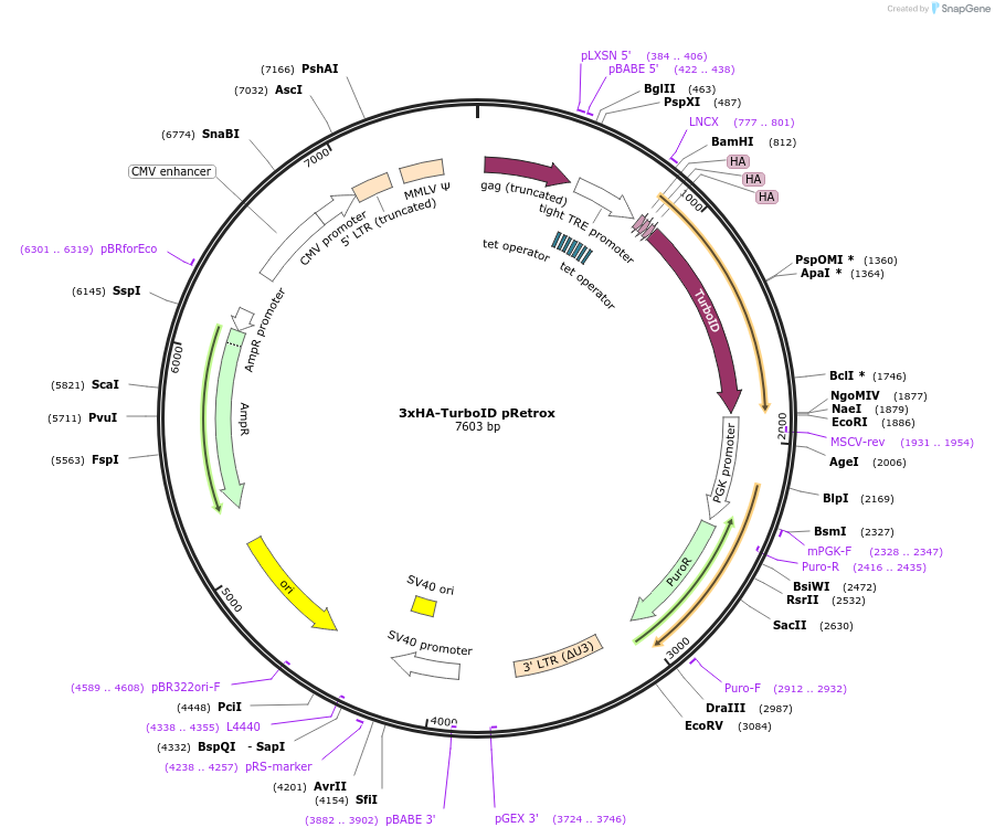 155203-plasmid-map-sequence-id-308667