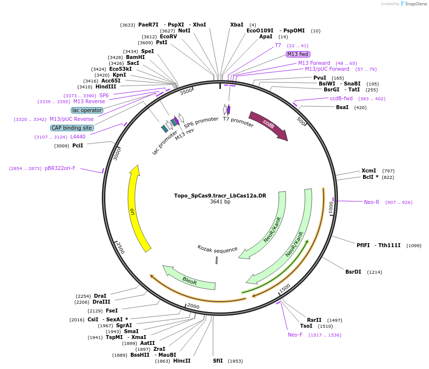 155049-plasmid-map-sequence-id-308669