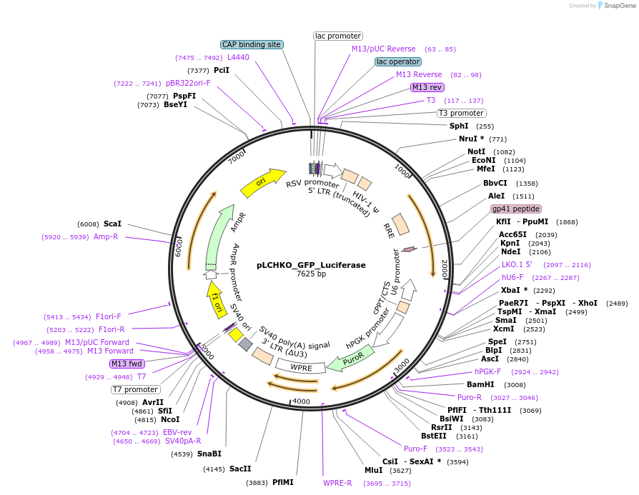 155079-plasmid-map-sequence-id-308671