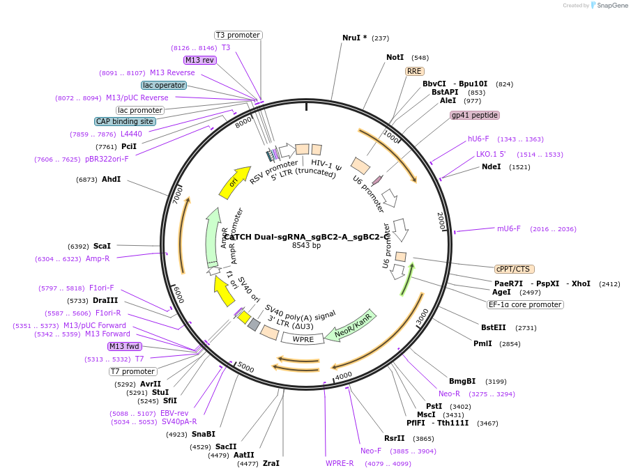 154197-plasmid-map-sequence-id-308682