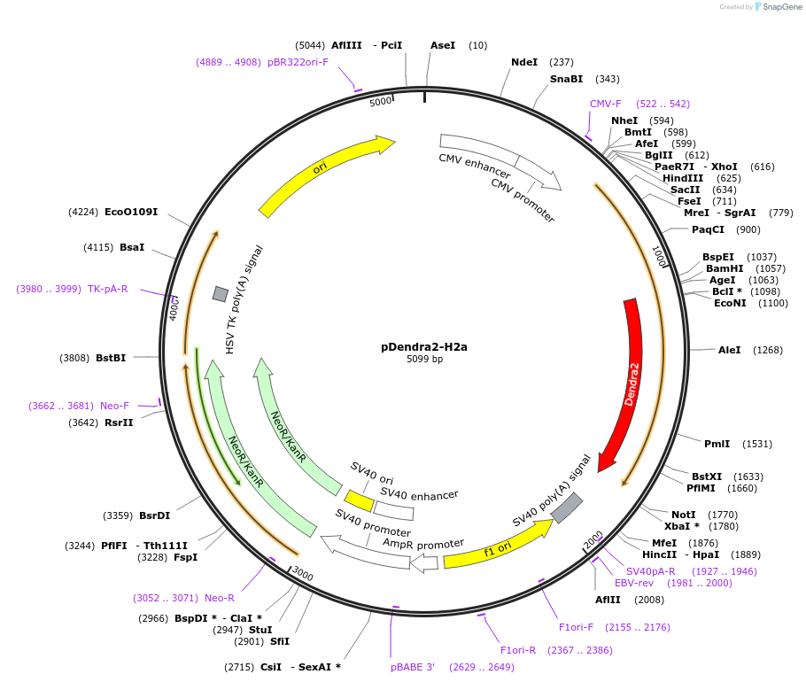 157816-plasmid-map-sequence-id-308688