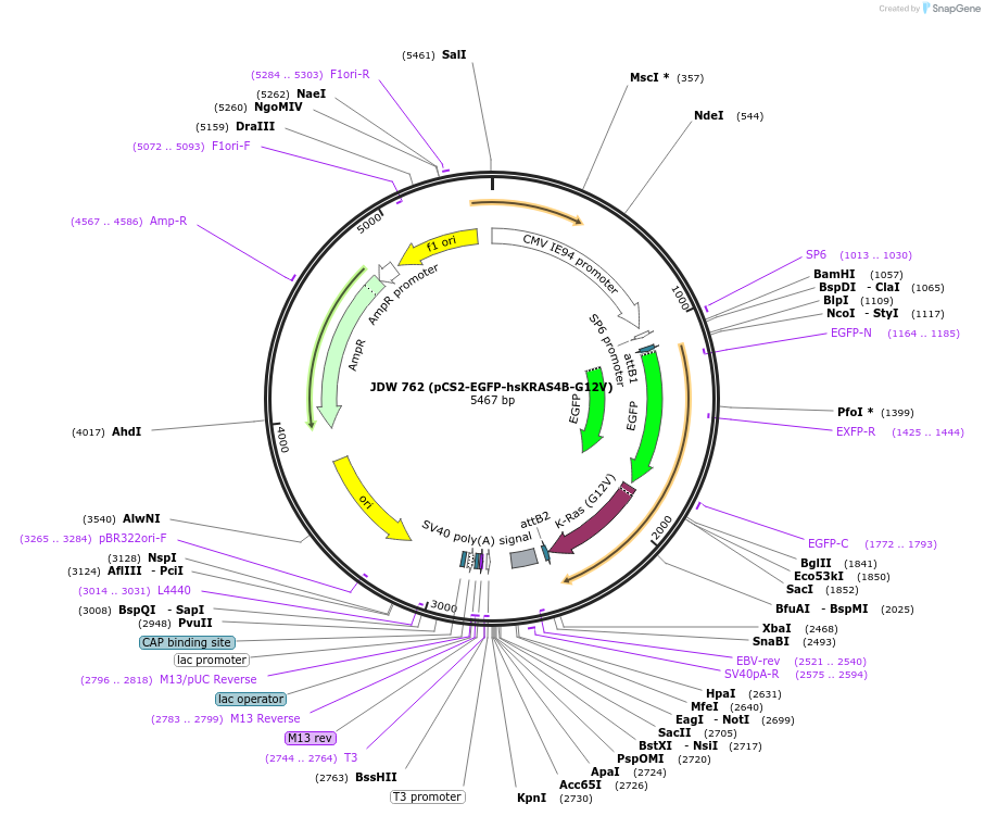 156407-plasmid-map-sequence-id-308704