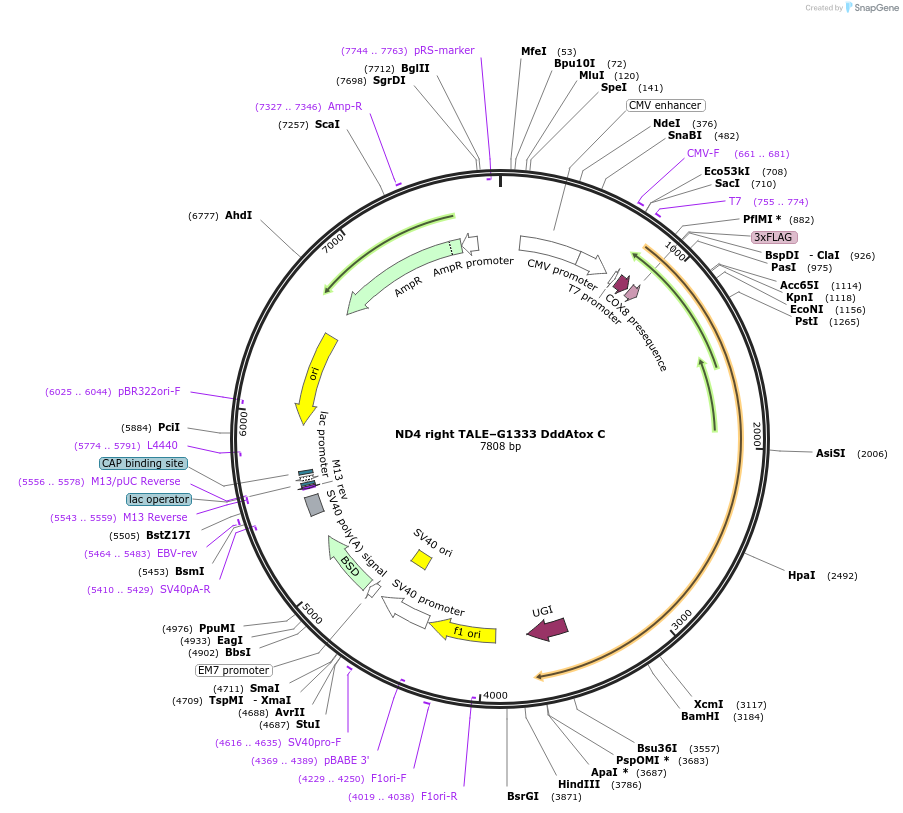 158095-plasmid-map-sequence-id-308712