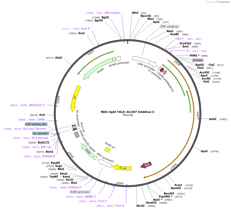158097-plasmid-map-sequence-id-308713