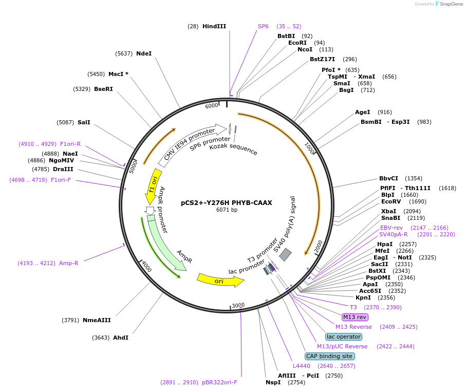 154911-plasmid-map-sequence-id-308717