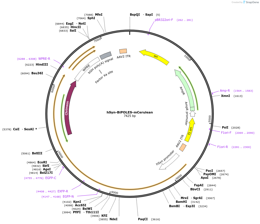 154944-plasmid-map-sequence-id-308722