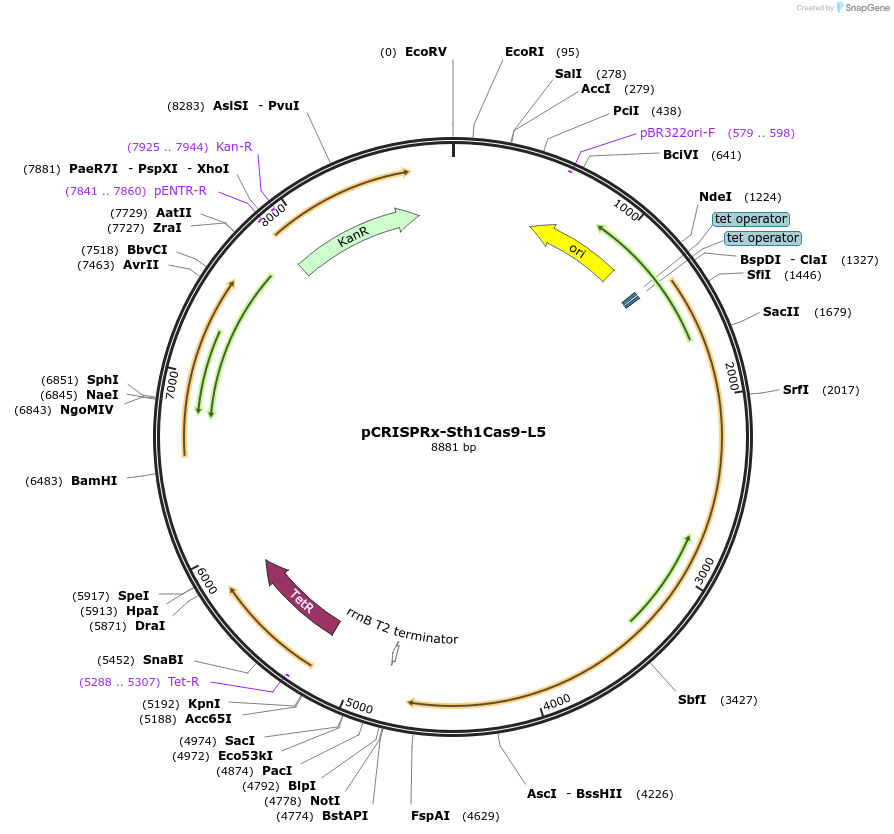 140993-plasmid-map-sequence-id-308739