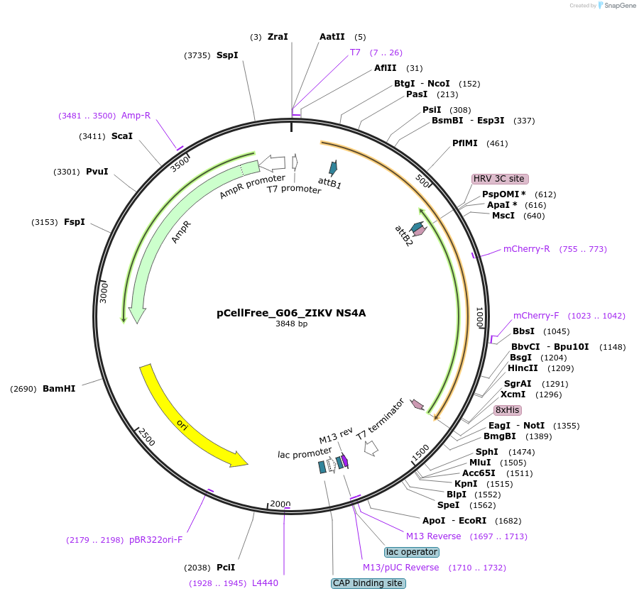 145356-plasmid-map-sequence-id-308740