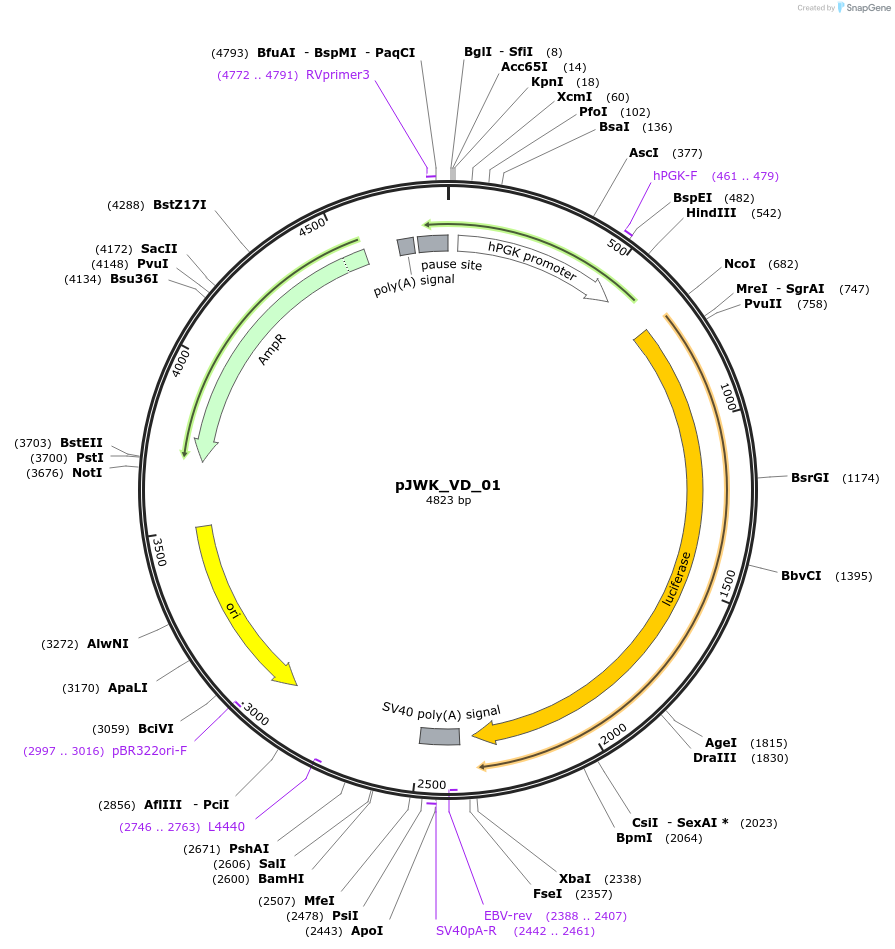 158102-plasmid-map-sequence-id-308741