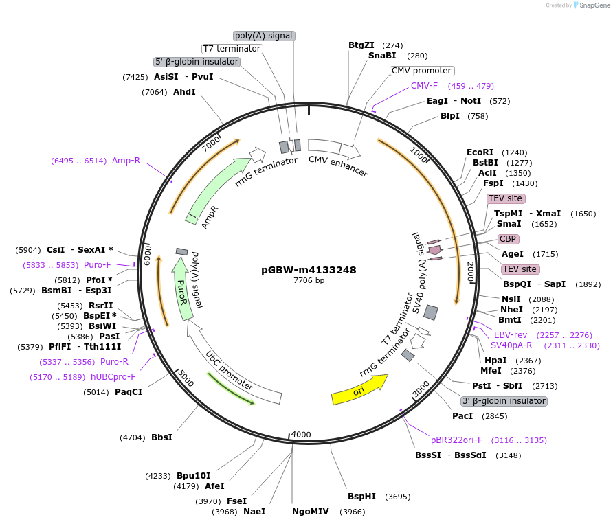 152036-plasmid-map-sequence-id-308743