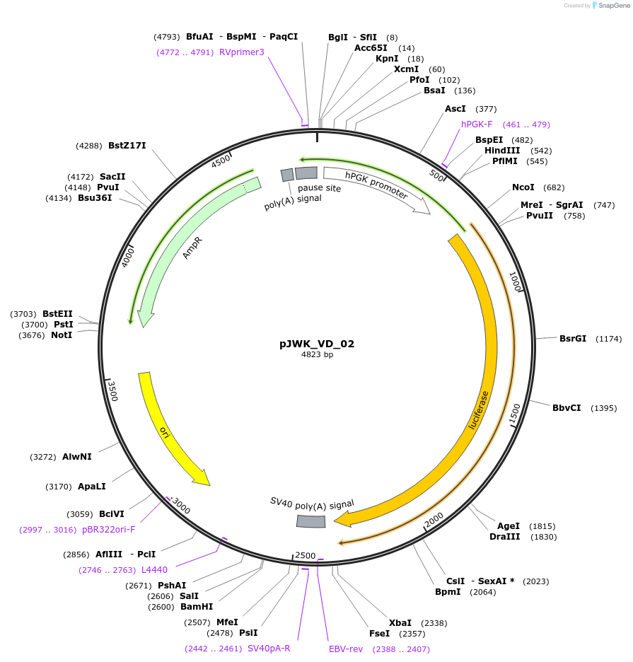 158103-plasmid-map-sequence-id-308747
