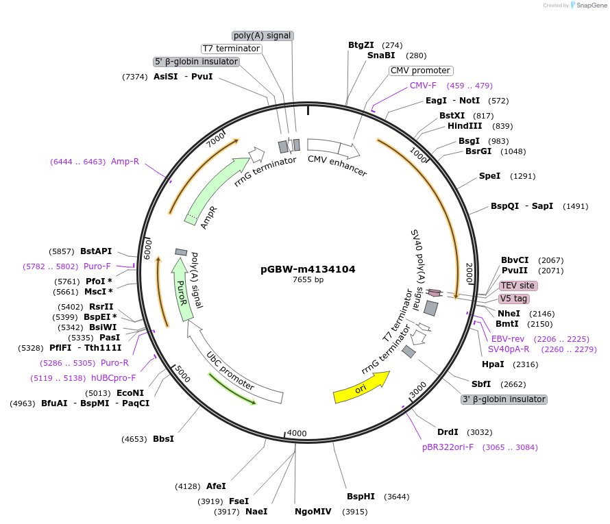 152061-plasmid-map-sequence-id-308749
