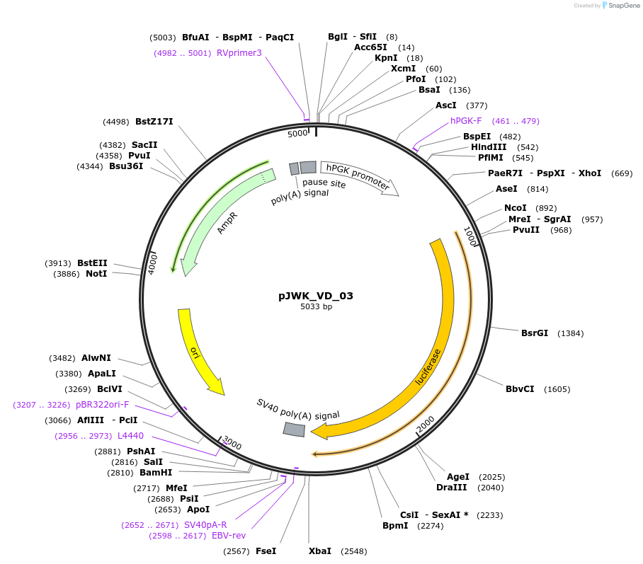 158104-plasmid-map-sequence-id-308750