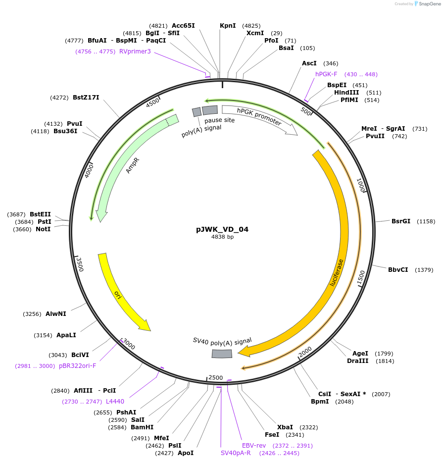 158105-plasmid-map-sequence-id-308751